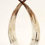 Cow Horns Export from Nigeria