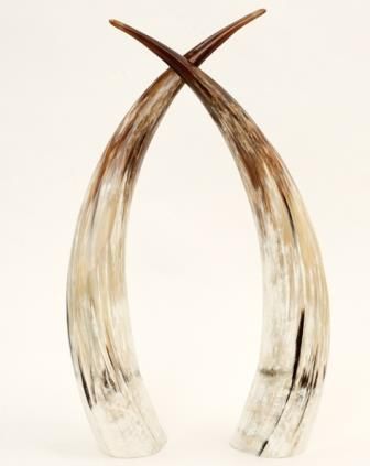 Cow Horns Export from Nigeria