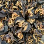 Dried & Frozen Snails Export from Nigeria