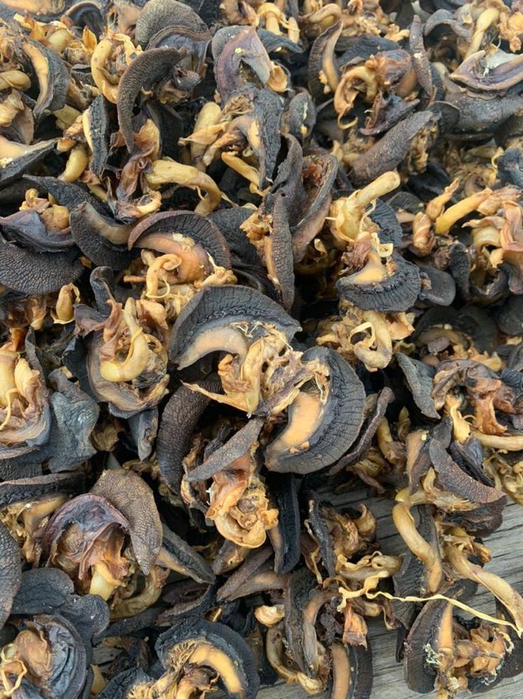 Dried & Frozen Snails Export from Nigeria
