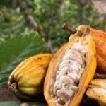 Cocoa Export from Nigeria